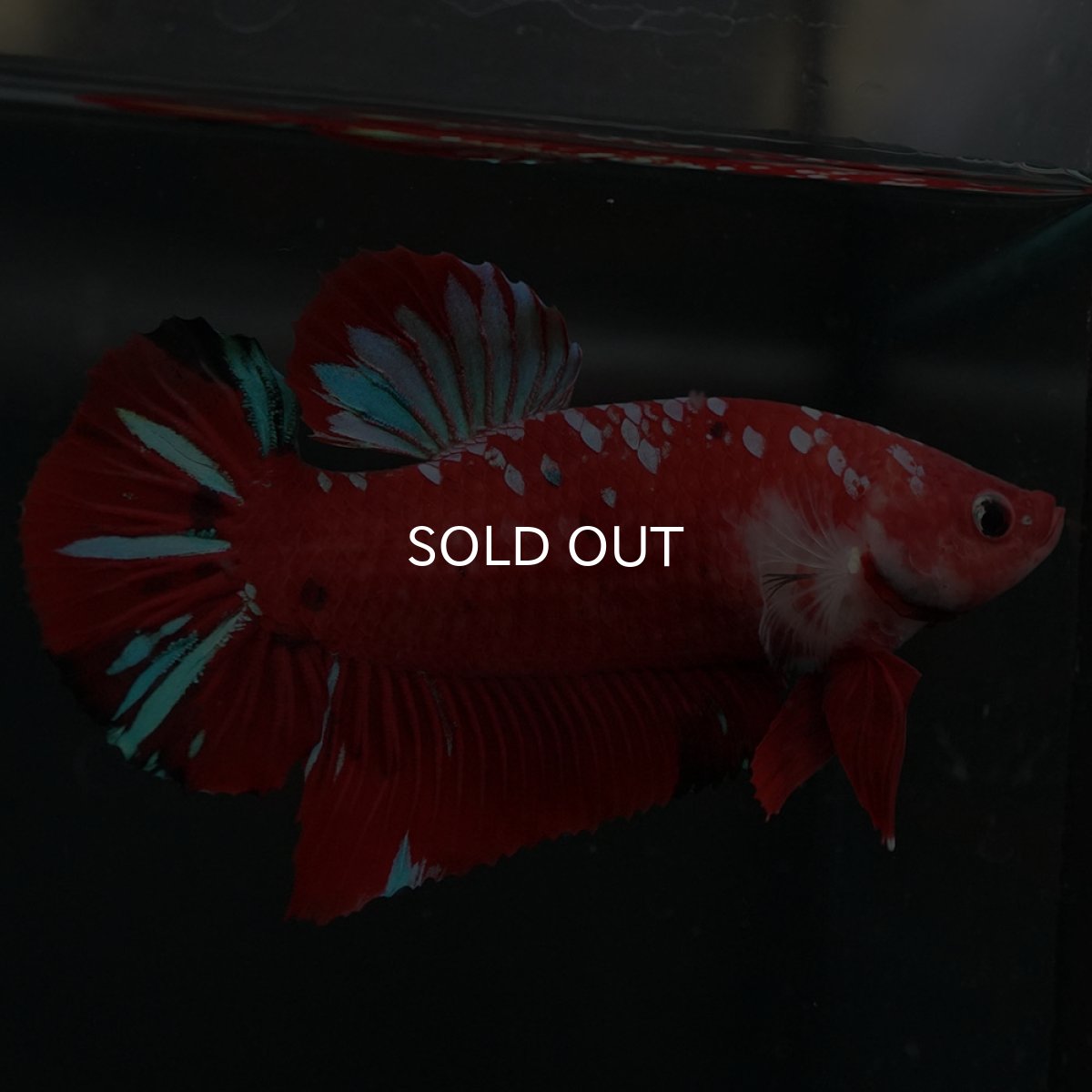 画像4: GHMPK レッドギャラクシー (4)