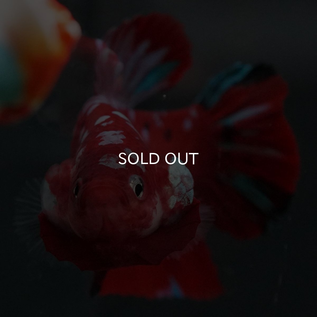 画像3: GHMPK レッドギャラクシー (3)