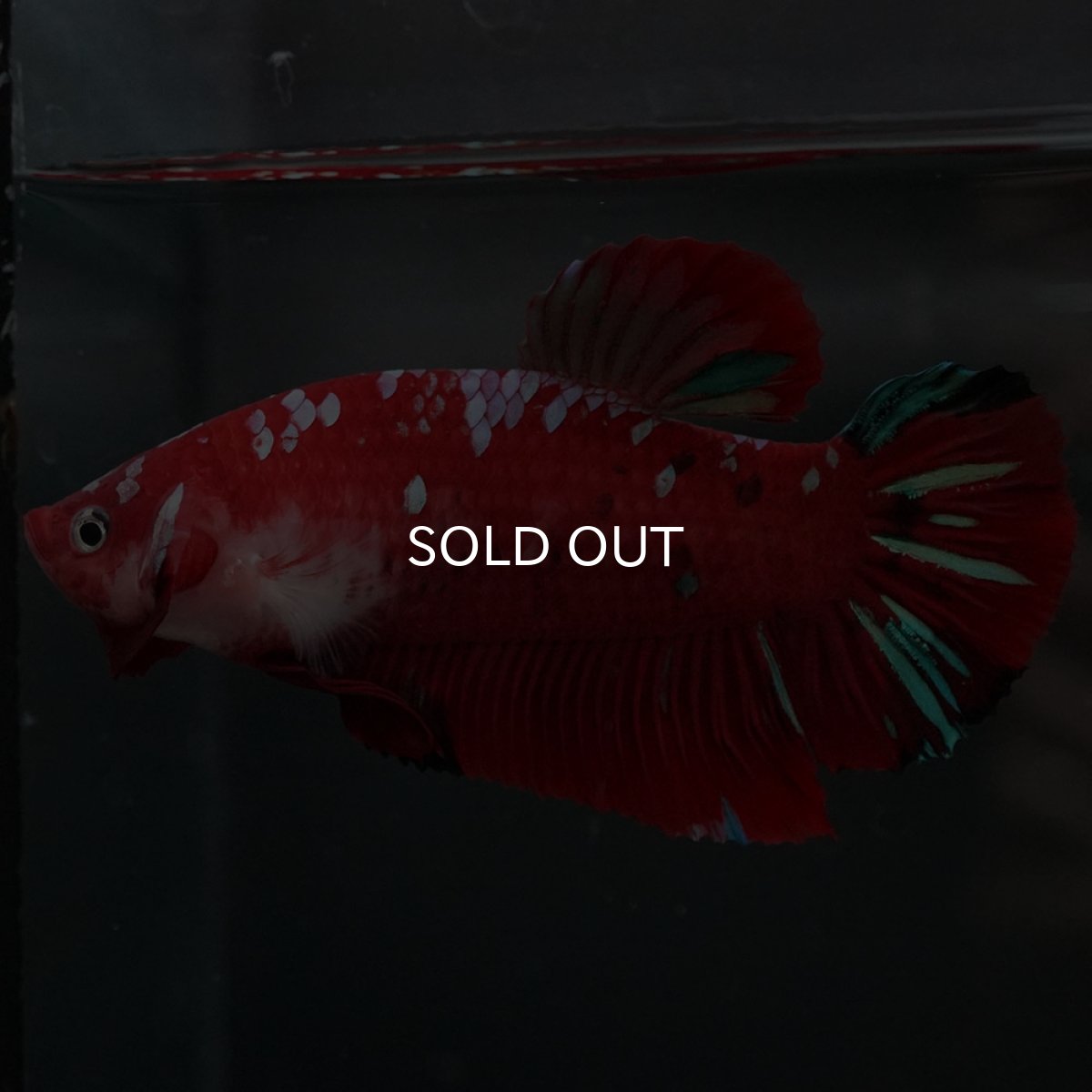 画像5: GHMPK レッドギャラクシー (5)