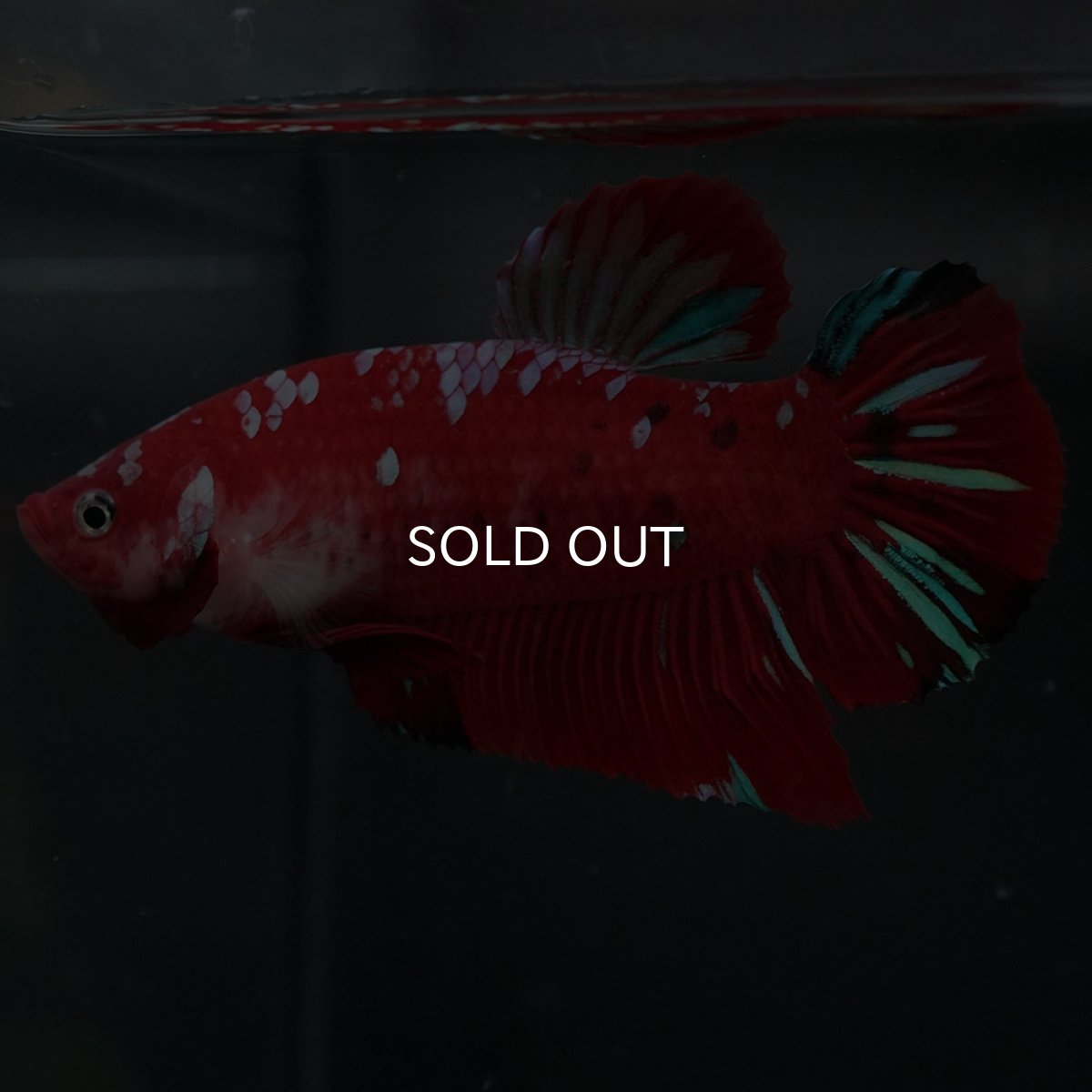 画像2: GHMPK レッドギャラクシー (2)