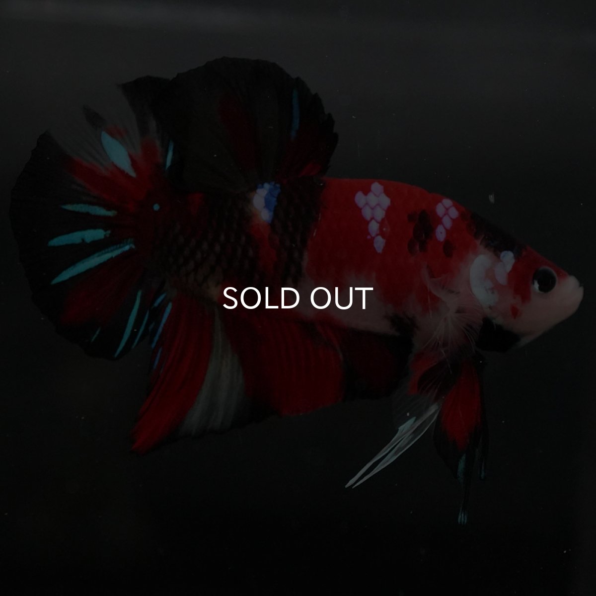 画像9: GHMPK 鯉 (9)