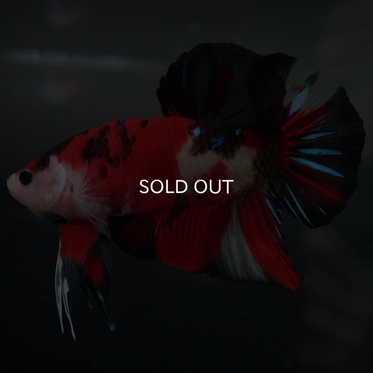 画像2: GHMPK 鯉 (2)