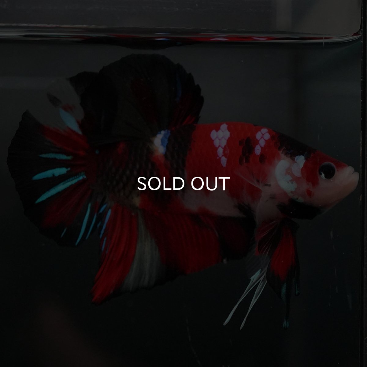 画像8: GHMPK 鯉 (8)