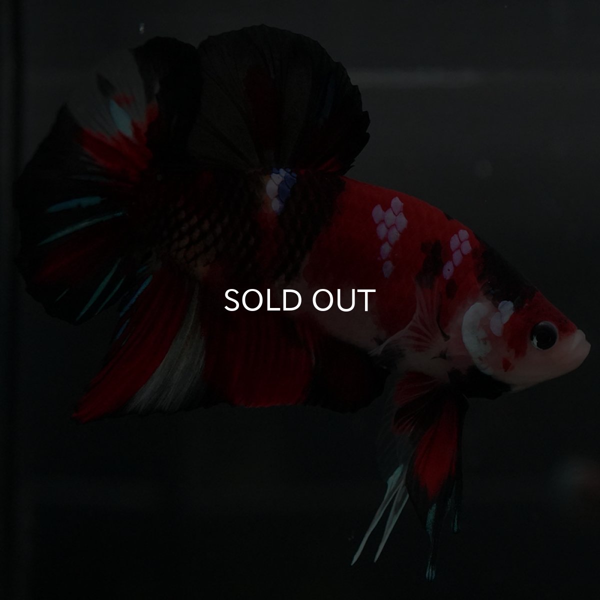 画像6: GHMPK 鯉 (6)