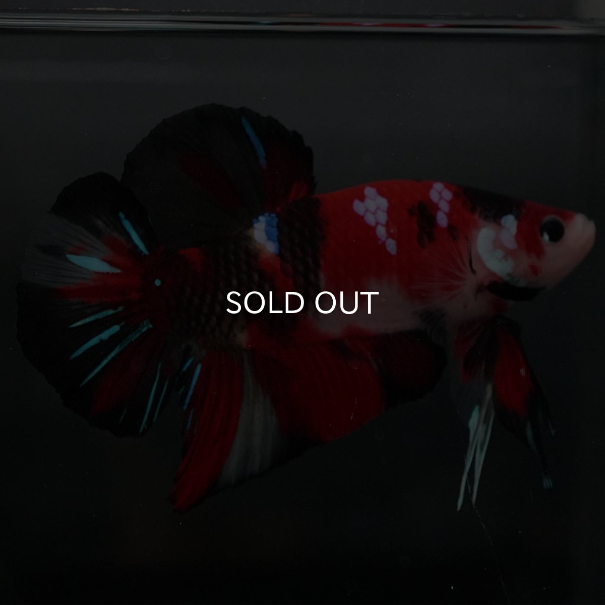 画像4: GHMPK 鯉 (4)