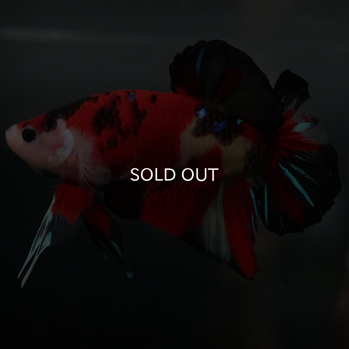 画像5: GHMPK 鯉 (5)