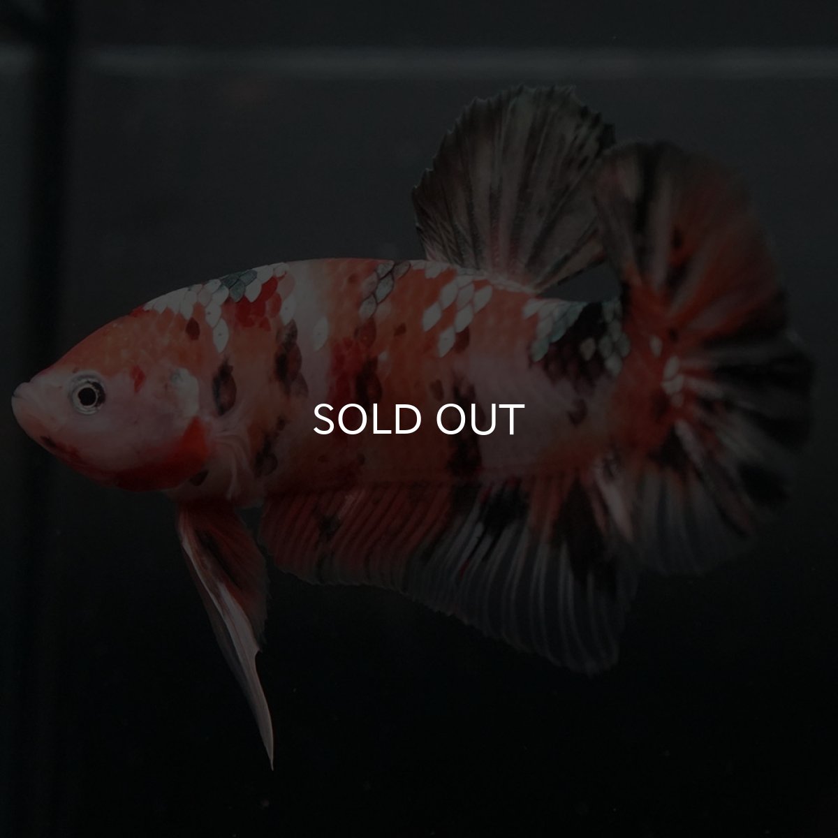 画像4: GHMPK　キャンディカッパー (4)