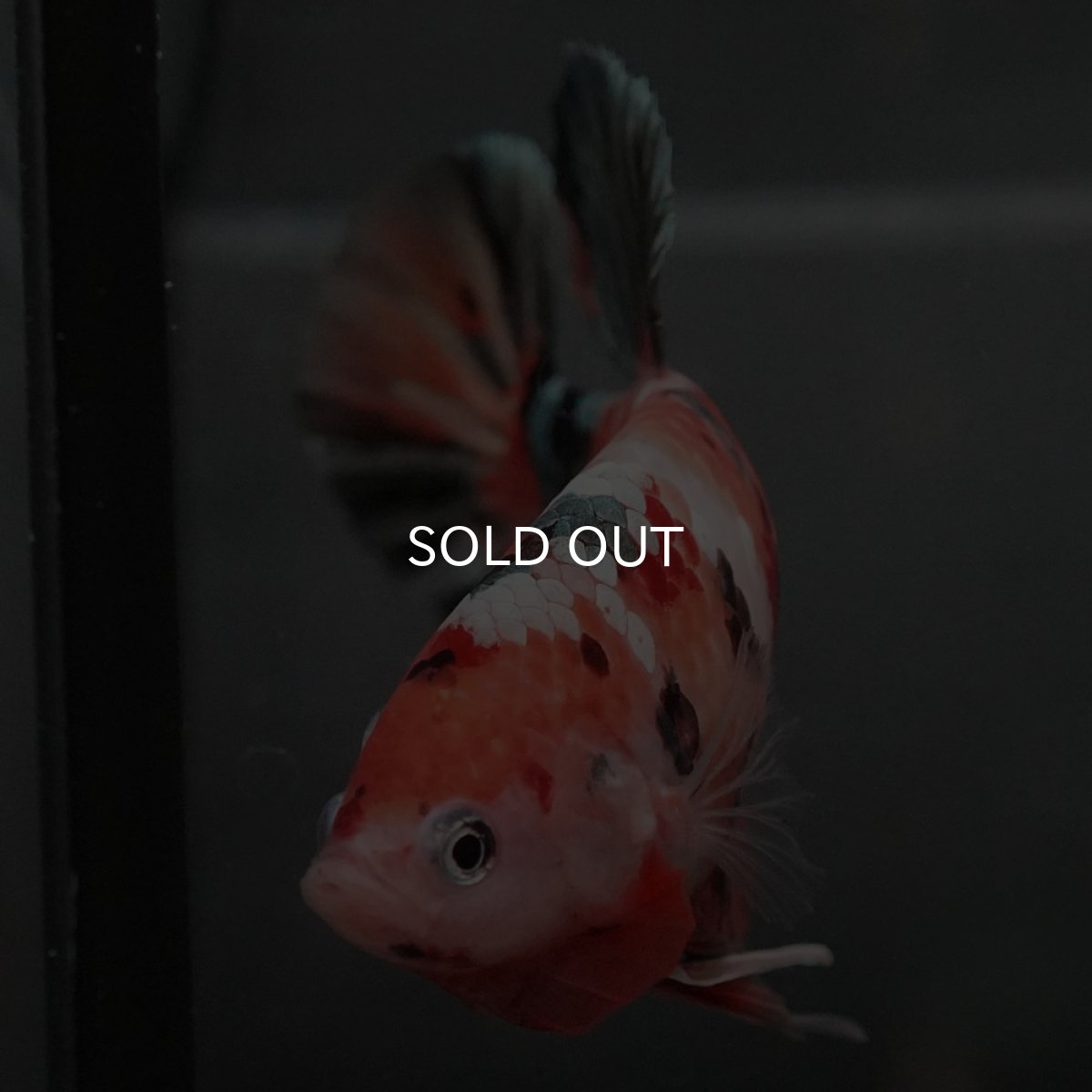 画像3: GHMPK　キャンディカッパー (3)