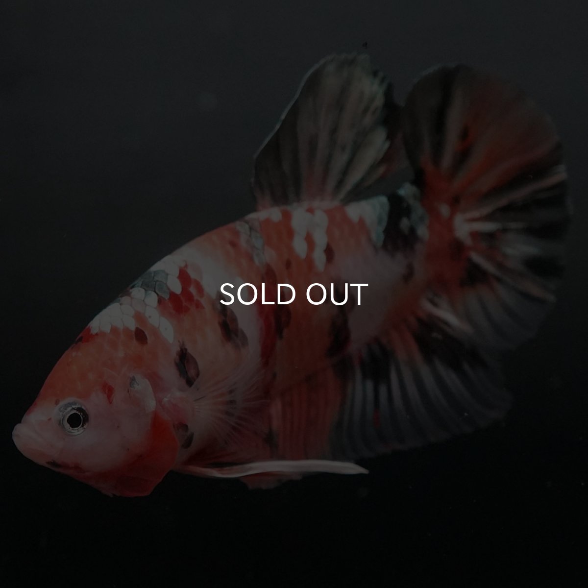 画像6: GHMPK　キャンディカッパー (6)