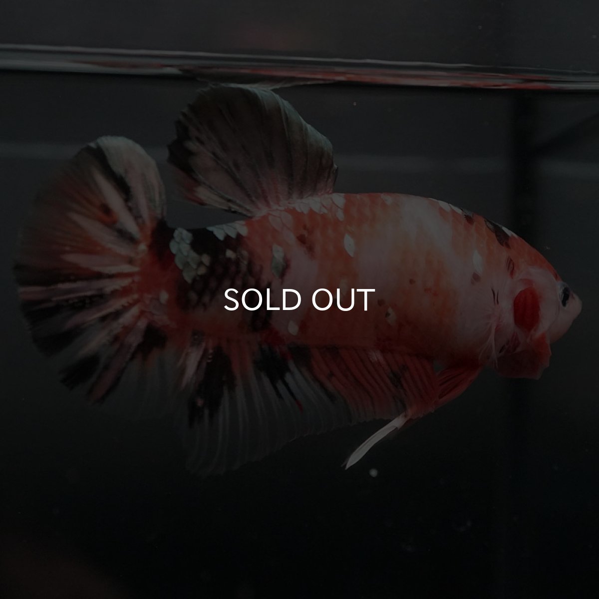 画像8: GHMPK　キャンディカッパー (8)