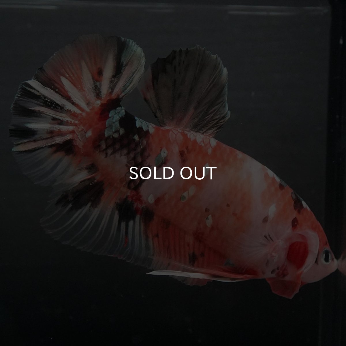 画像5: GHMPK　キャンディカッパー (5)