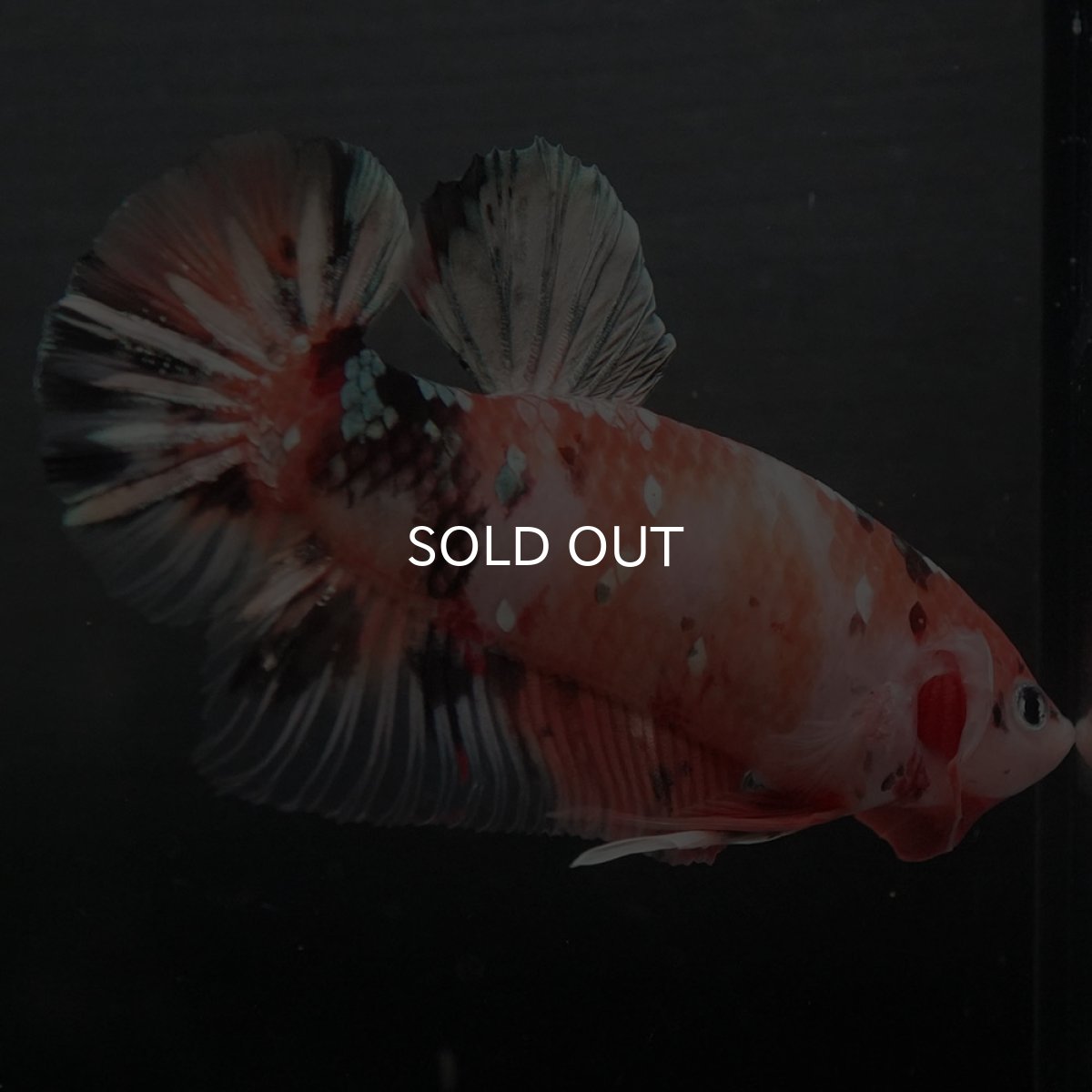 画像2: GHMPK　キャンディカッパー (2)