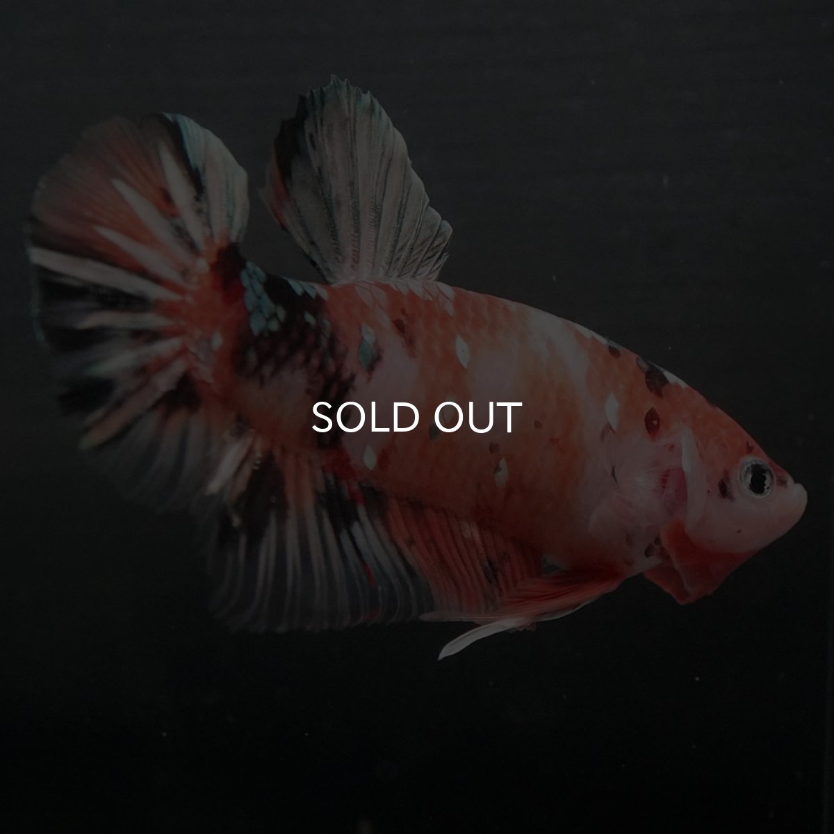 画像7: GHMPK　キャンディカッパー (7)