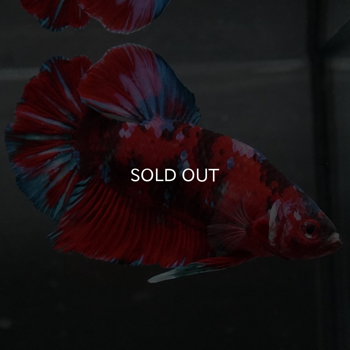 画像9: GHMPK レッドギャラクシー (9)