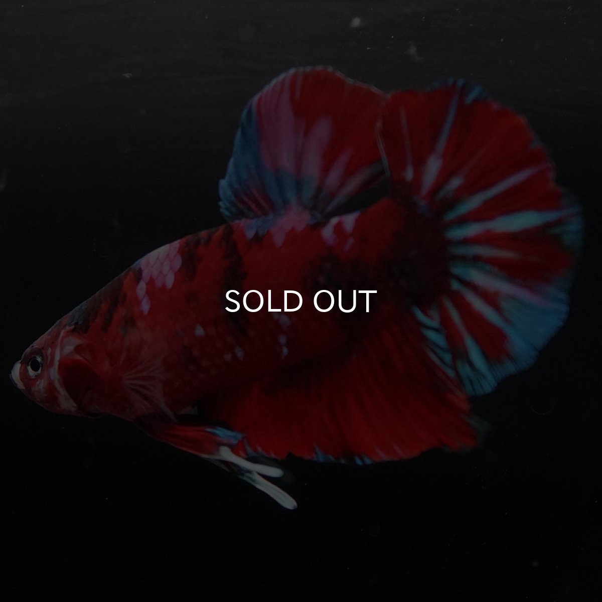 画像8: GHMPK レッドギャラクシー (8)