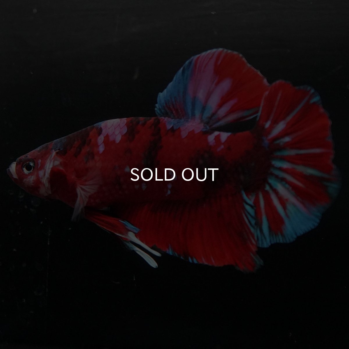 画像6: GHMPK レッドギャラクシー (6)