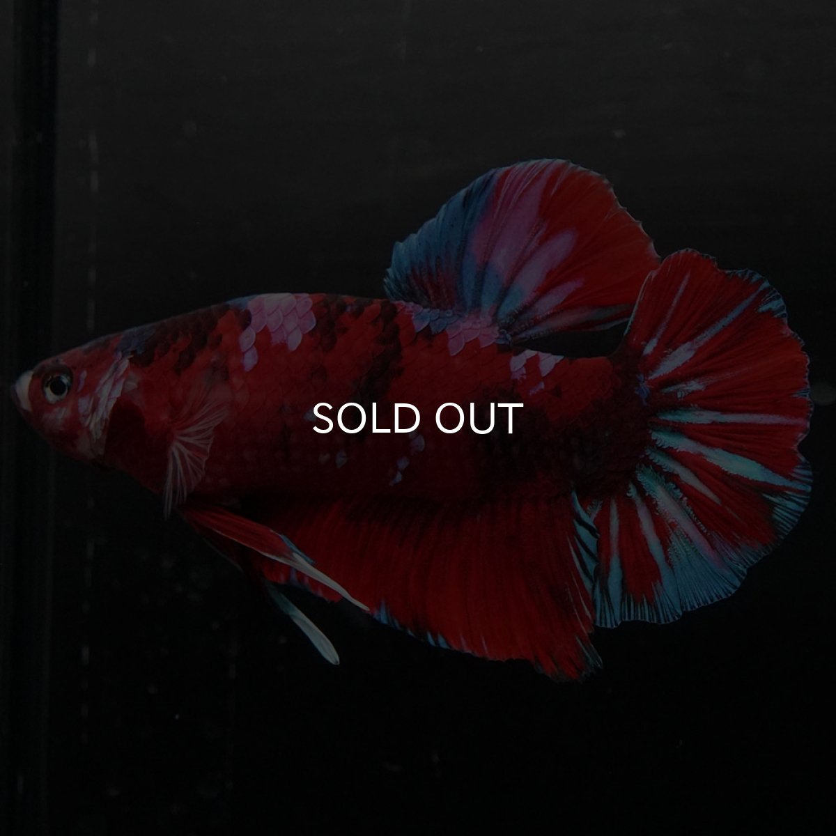 画像4: GHMPK レッドギャラクシー (4)