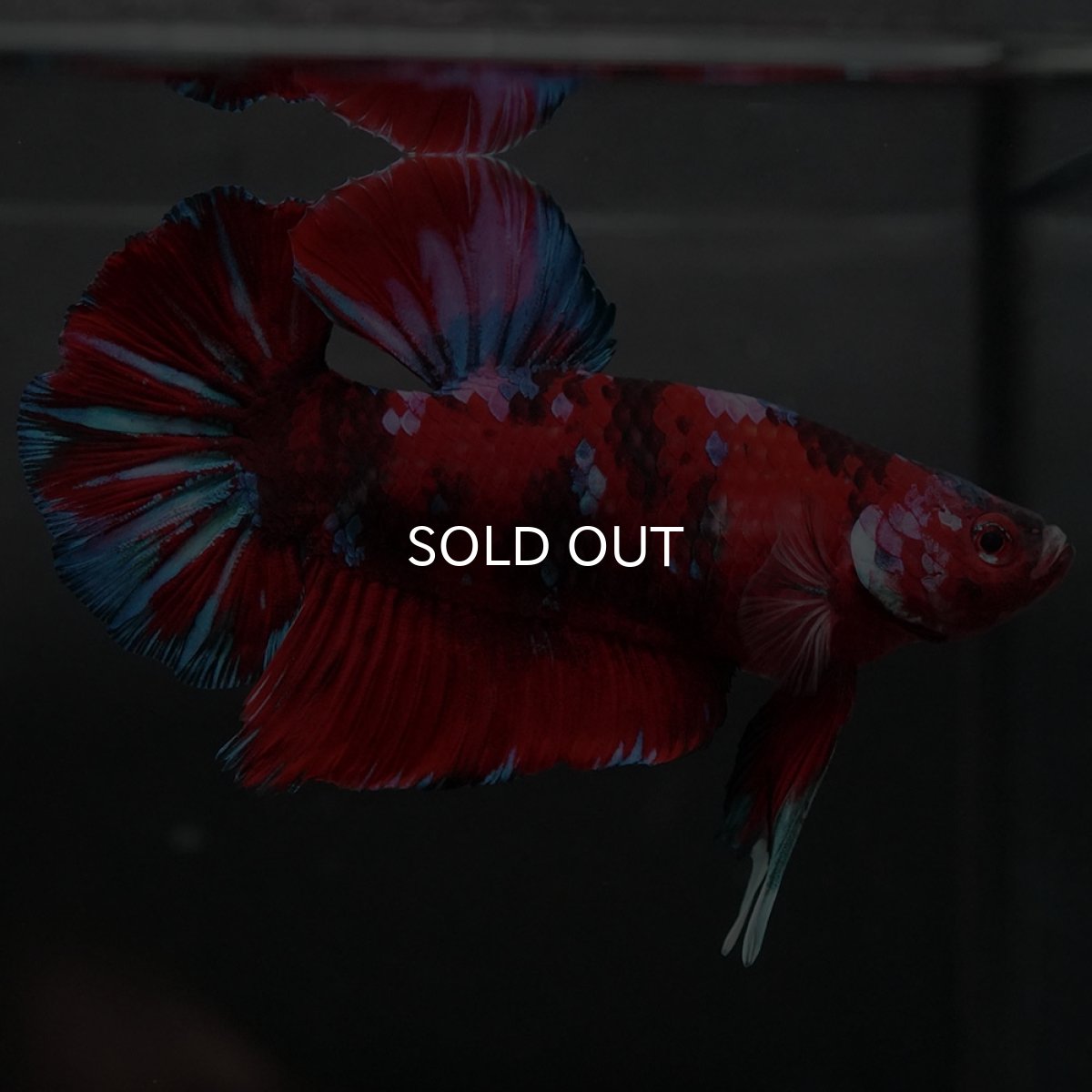 画像3: GHMPK レッドギャラクシー (3)