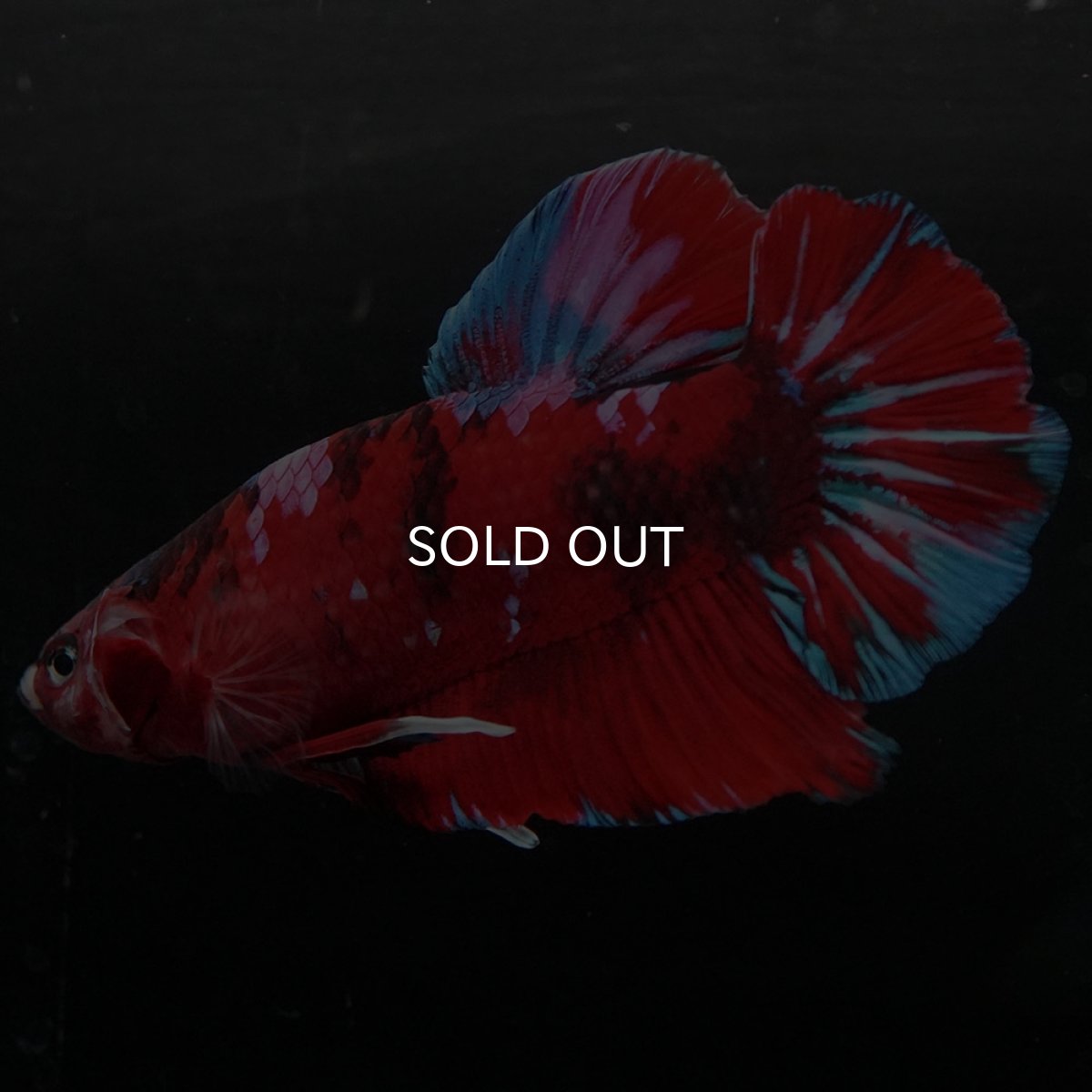 画像2: GHMPK レッドギャラクシー (2)