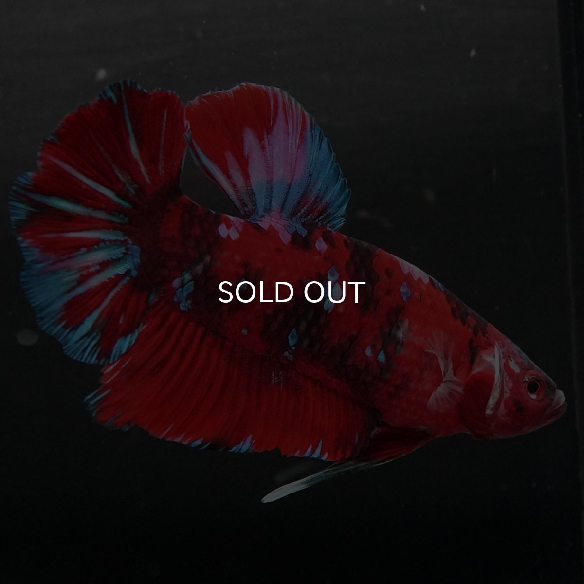 画像7: GHMPK レッドギャラクシー (7)