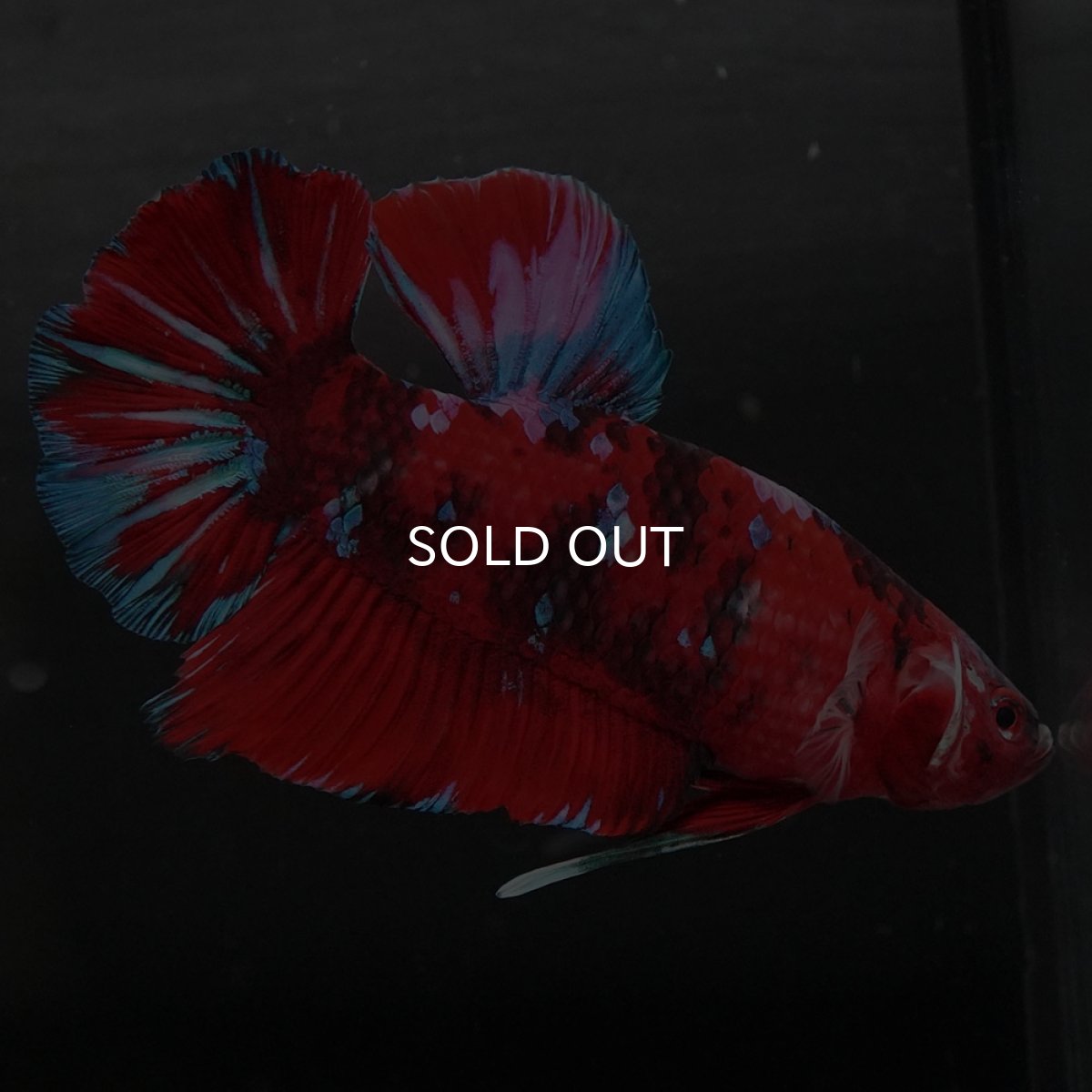 画像5: GHMPK レッドギャラクシー (5)