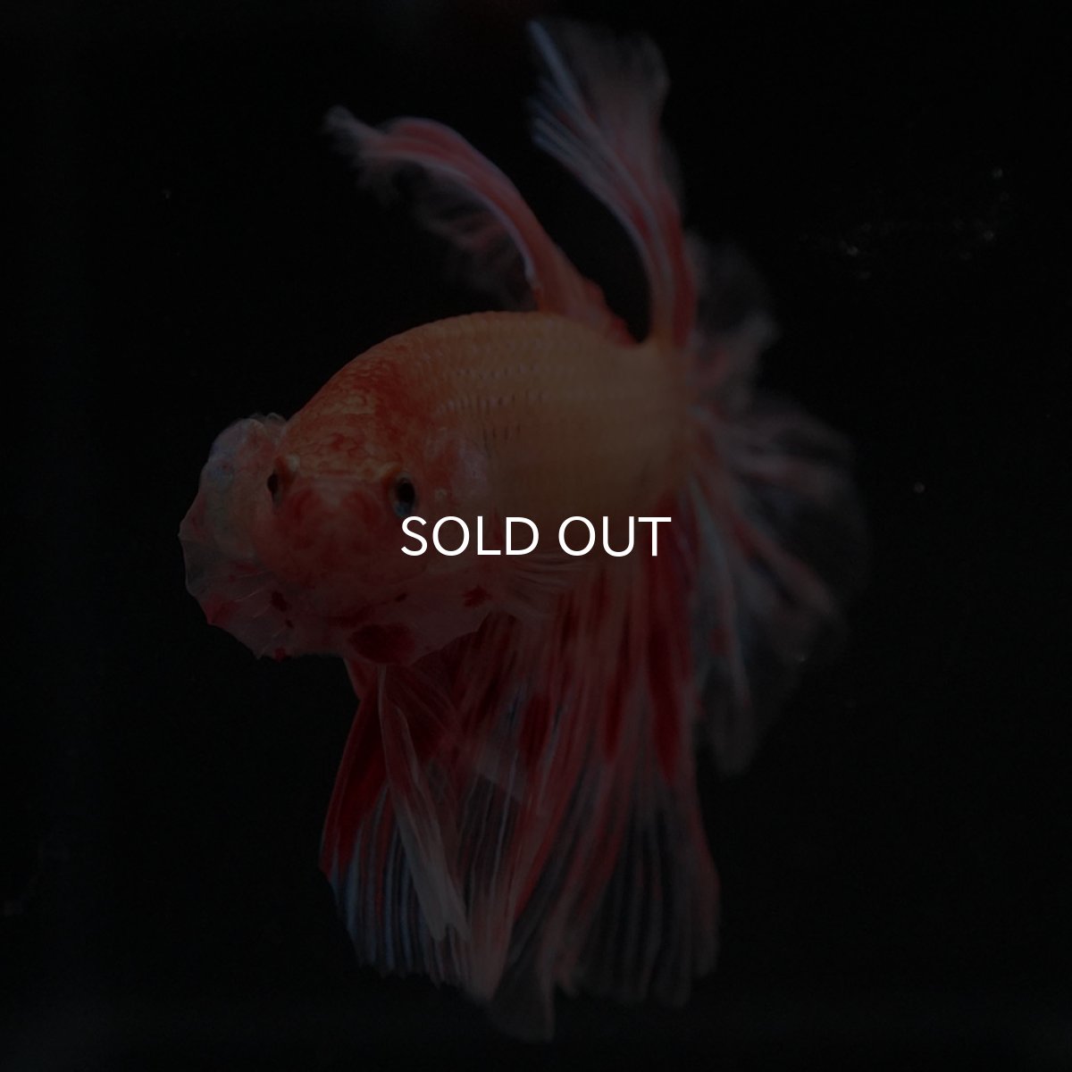 画像9: HM アルマゲドン フェザーテール (9)