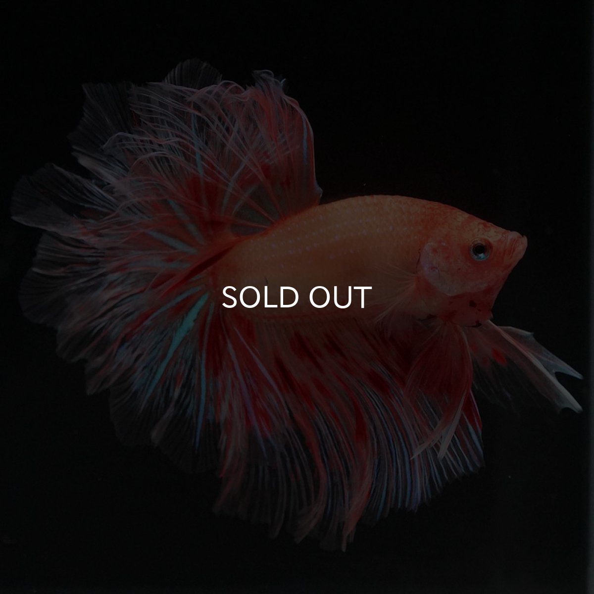 画像11: HM アルマゲドン フェザーテール (11)