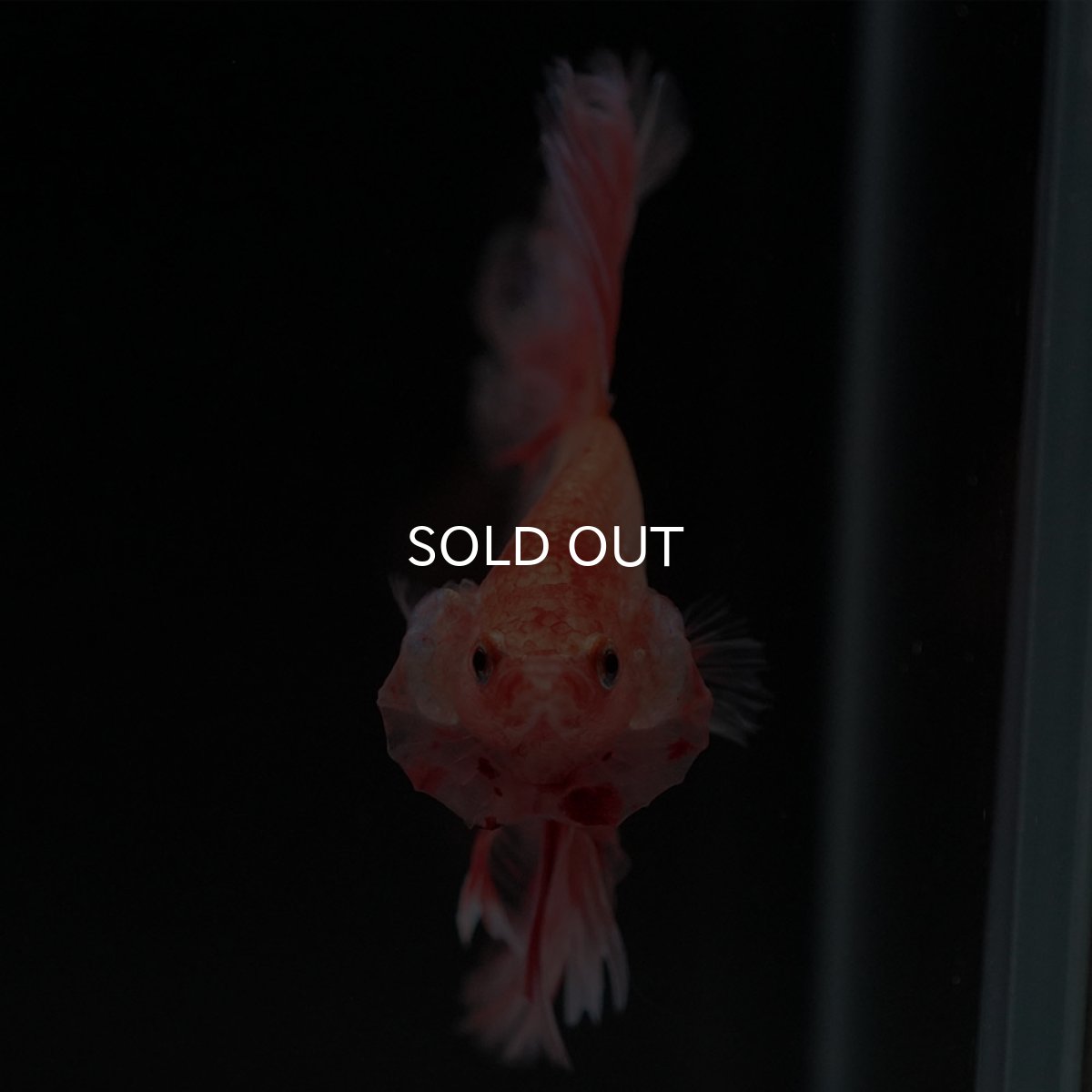 画像3: HM アルマゲドン フェザーテール (3)