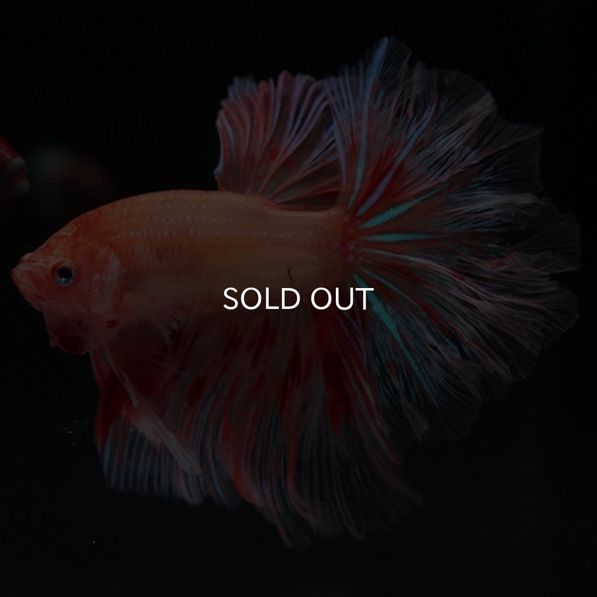 画像7: HM アルマゲドン フェザーテール (7)