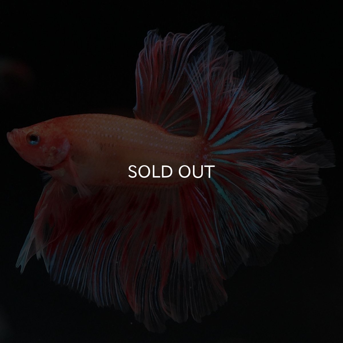 画像2: HM アルマゲドン フェザーテール (2)