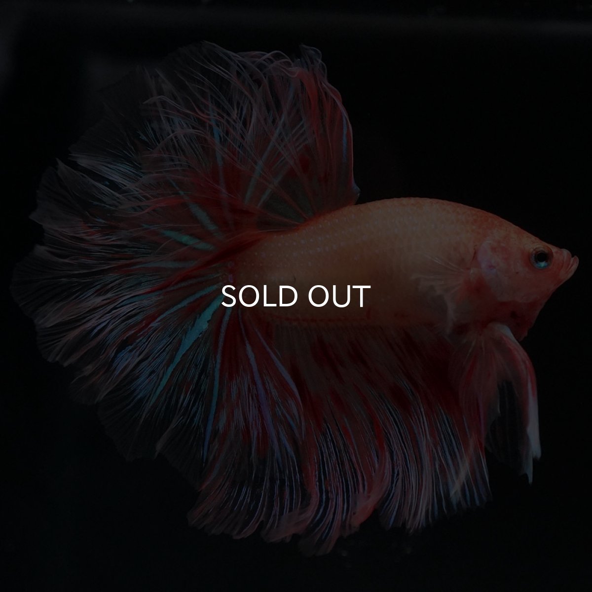 画像10: HM アルマゲドン フェザーテール (10)