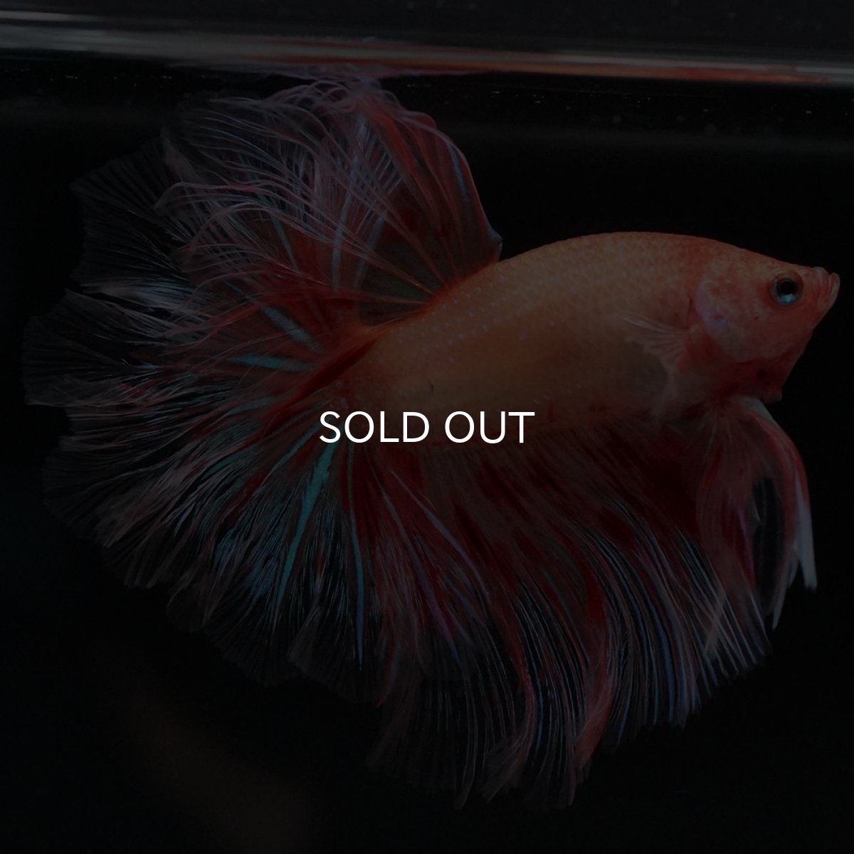 画像8: HM アルマゲドン フェザーテール (8)