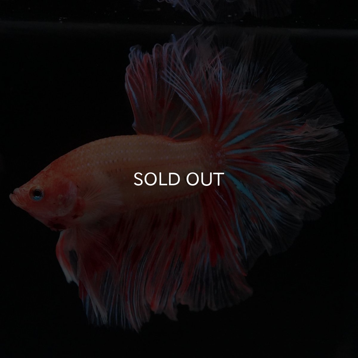 画像5: HM アルマゲドン フェザーテール (5)