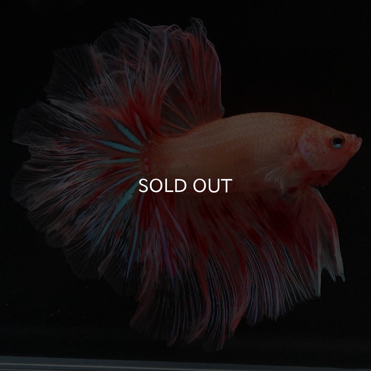 画像6: HM アルマゲドン フェザーテール (6)