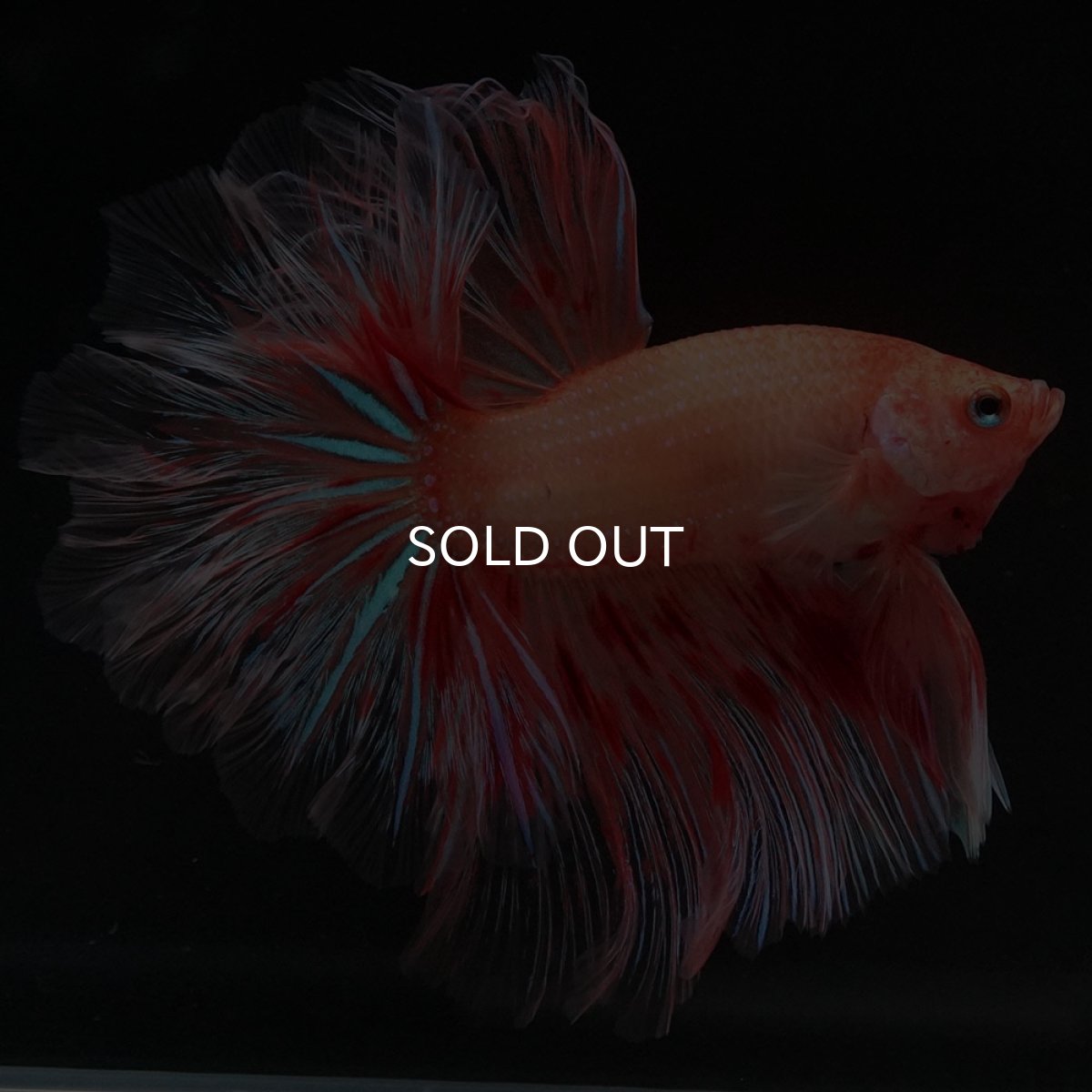 画像4: HM アルマゲドン フェザーテール (4)