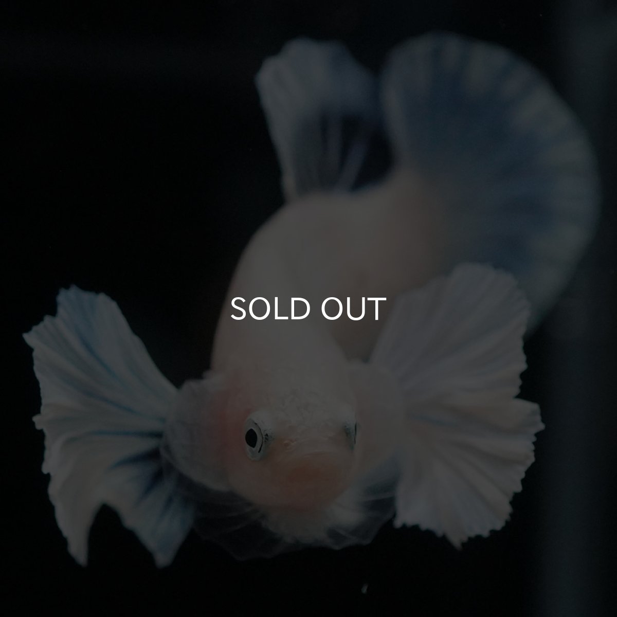 画像10: HMPKダンボ クリア (10)