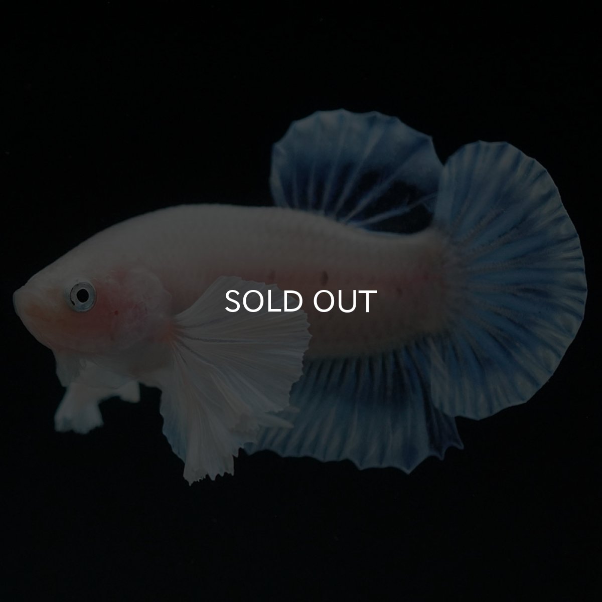 画像5: HMPKダンボ クリア (5)