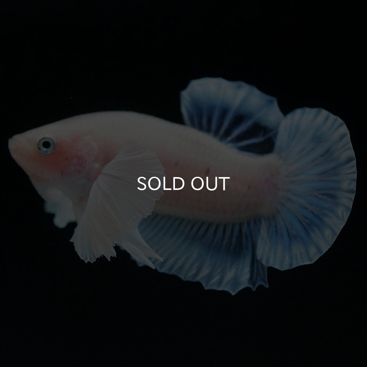 画像9: HMPKダンボ クリア (9)