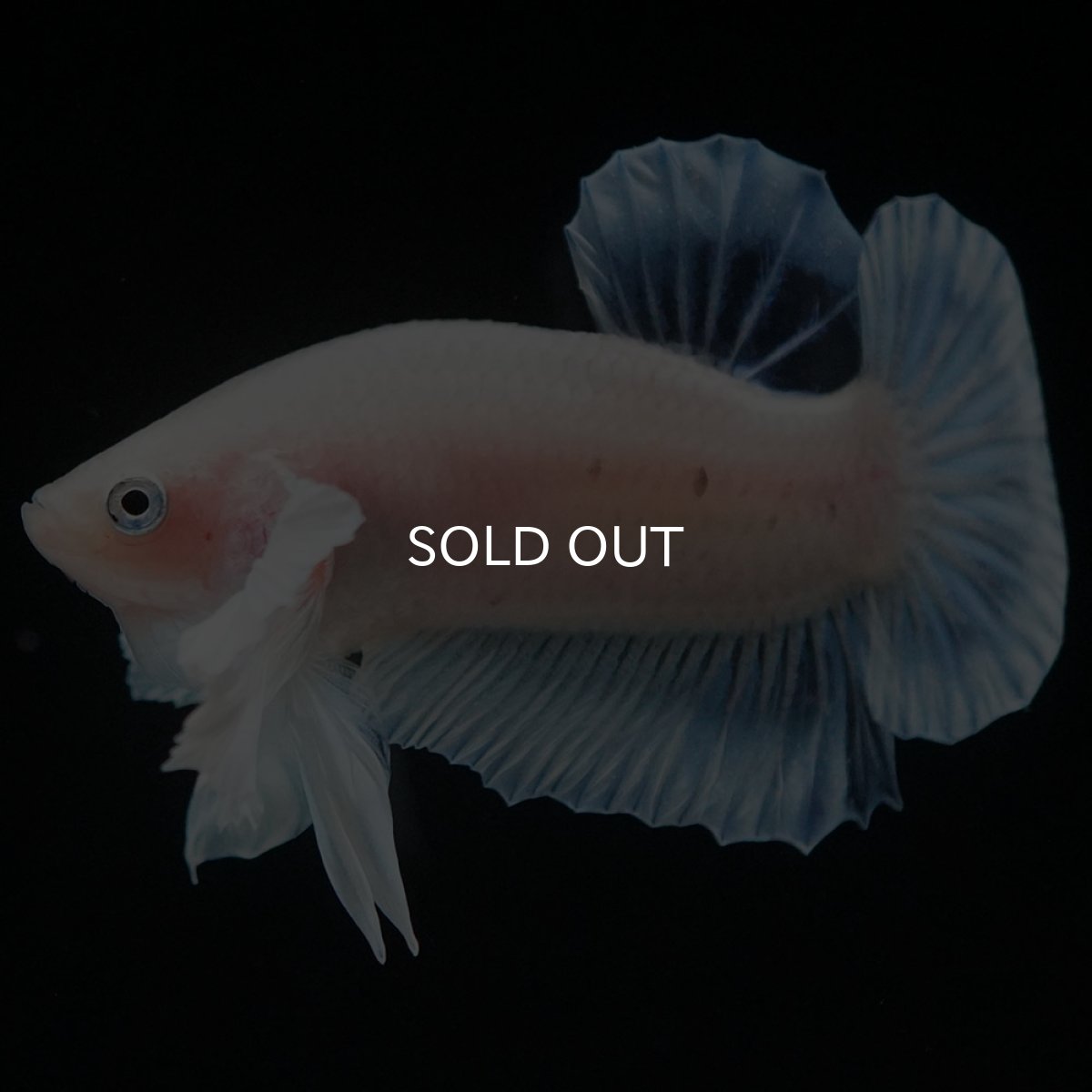 画像7: HMPKダンボ クリア (7)