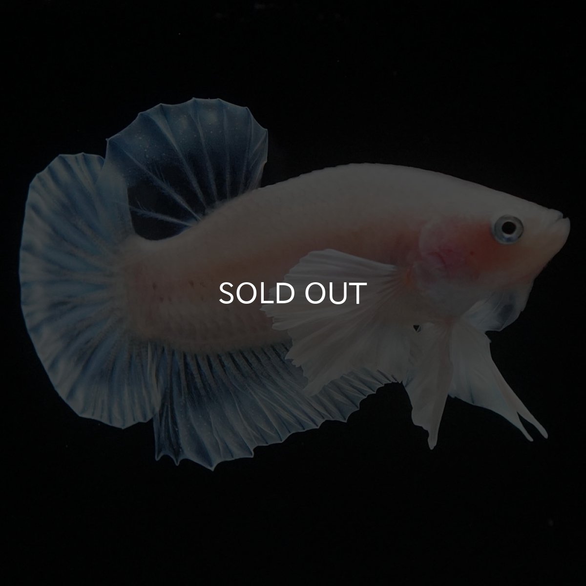 画像4: HMPKダンボ クリア (4)