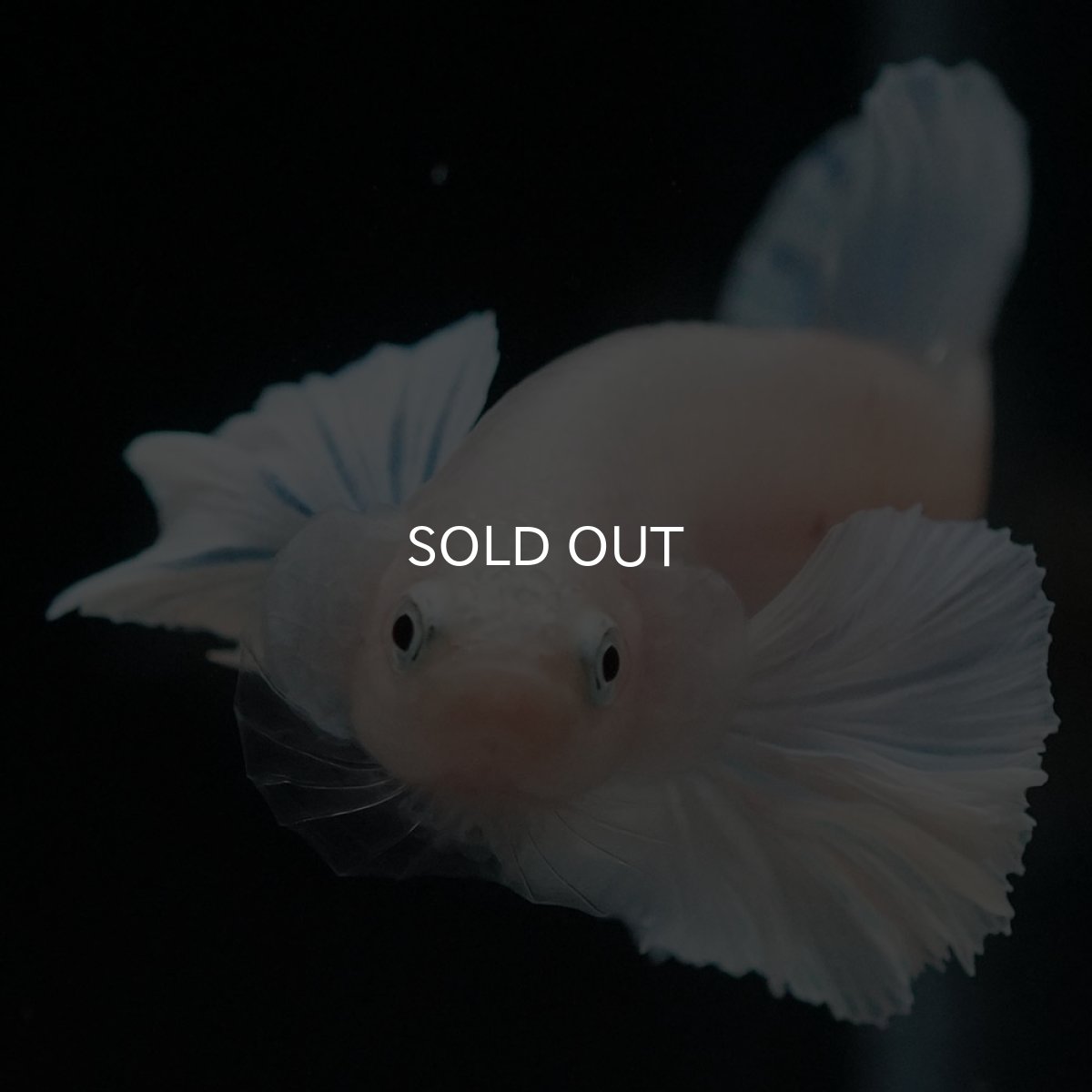 画像3: HMPKダンボ クリア (3)