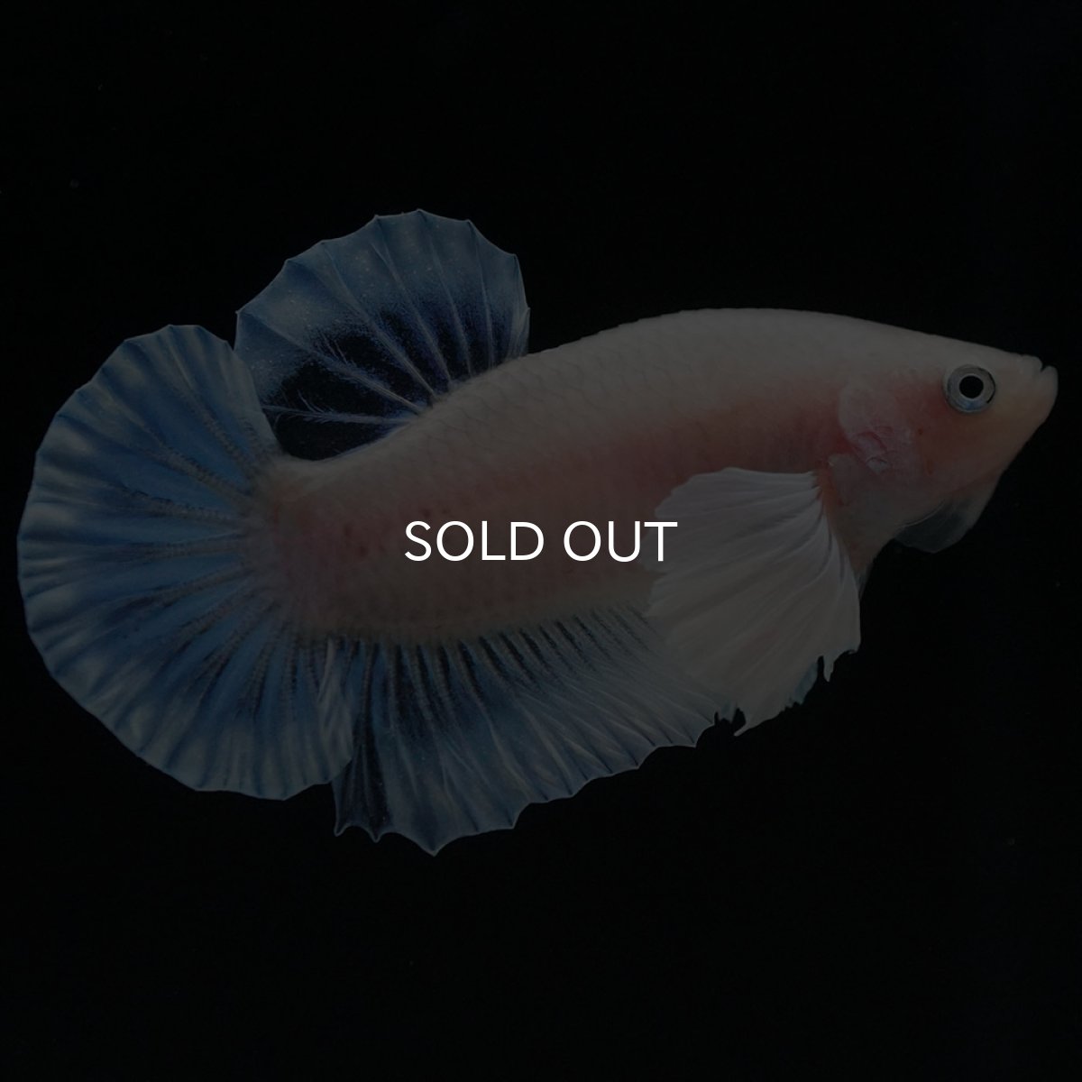 画像8: HMPKダンボ クリア (8)