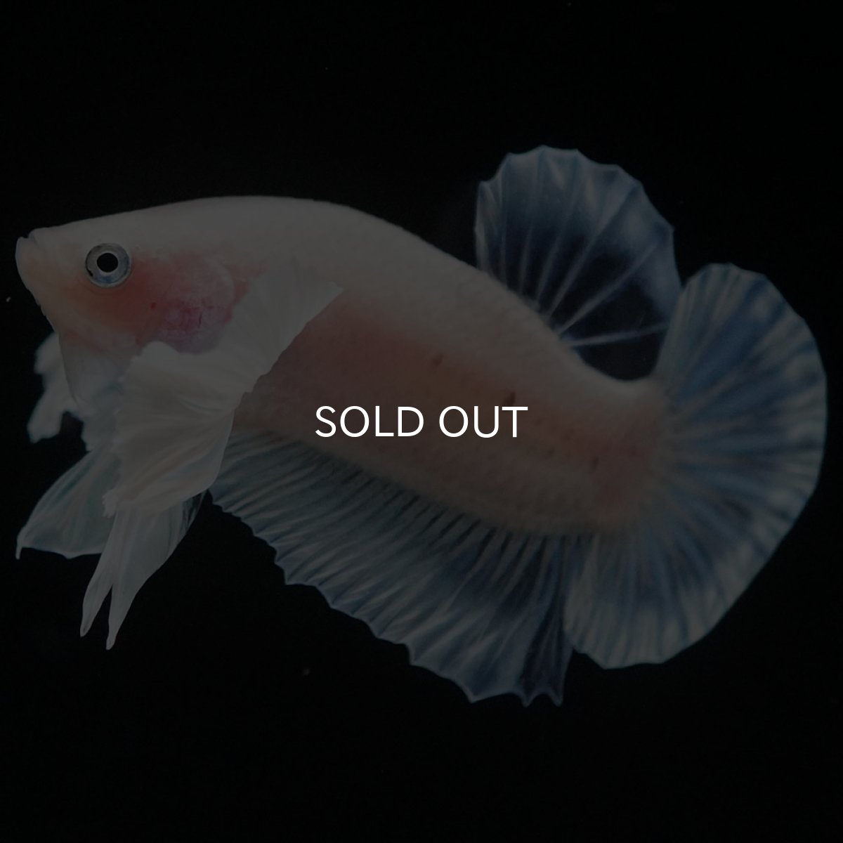 画像2: HMPKダンボ クリア (2)