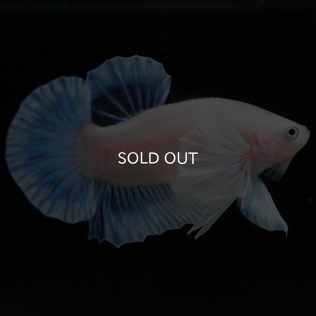 画像6: HMPKダンボ クリア (6)