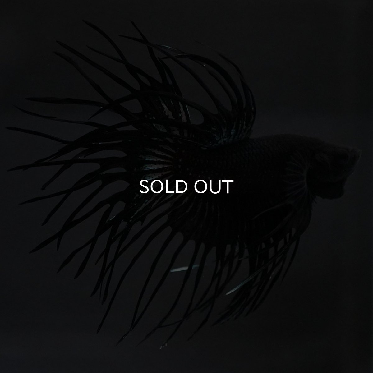 画像8: KCT　ブラックオーキッド (8)