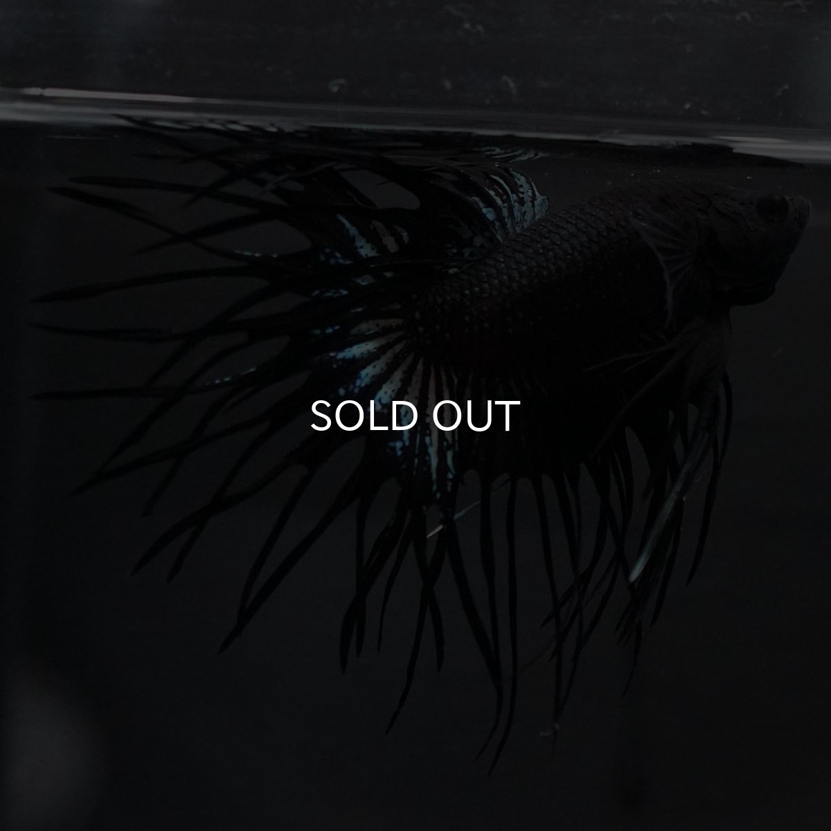 画像7: KCT　ブラックオーキッド (7)