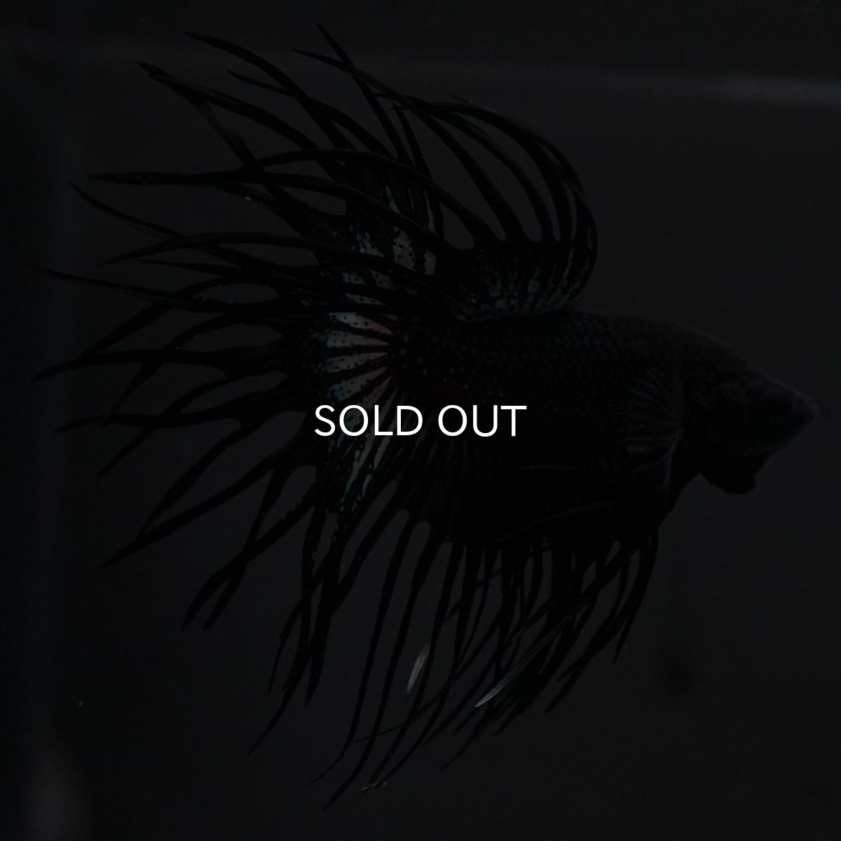 画像5: KCT　ブラックオーキッド (5)