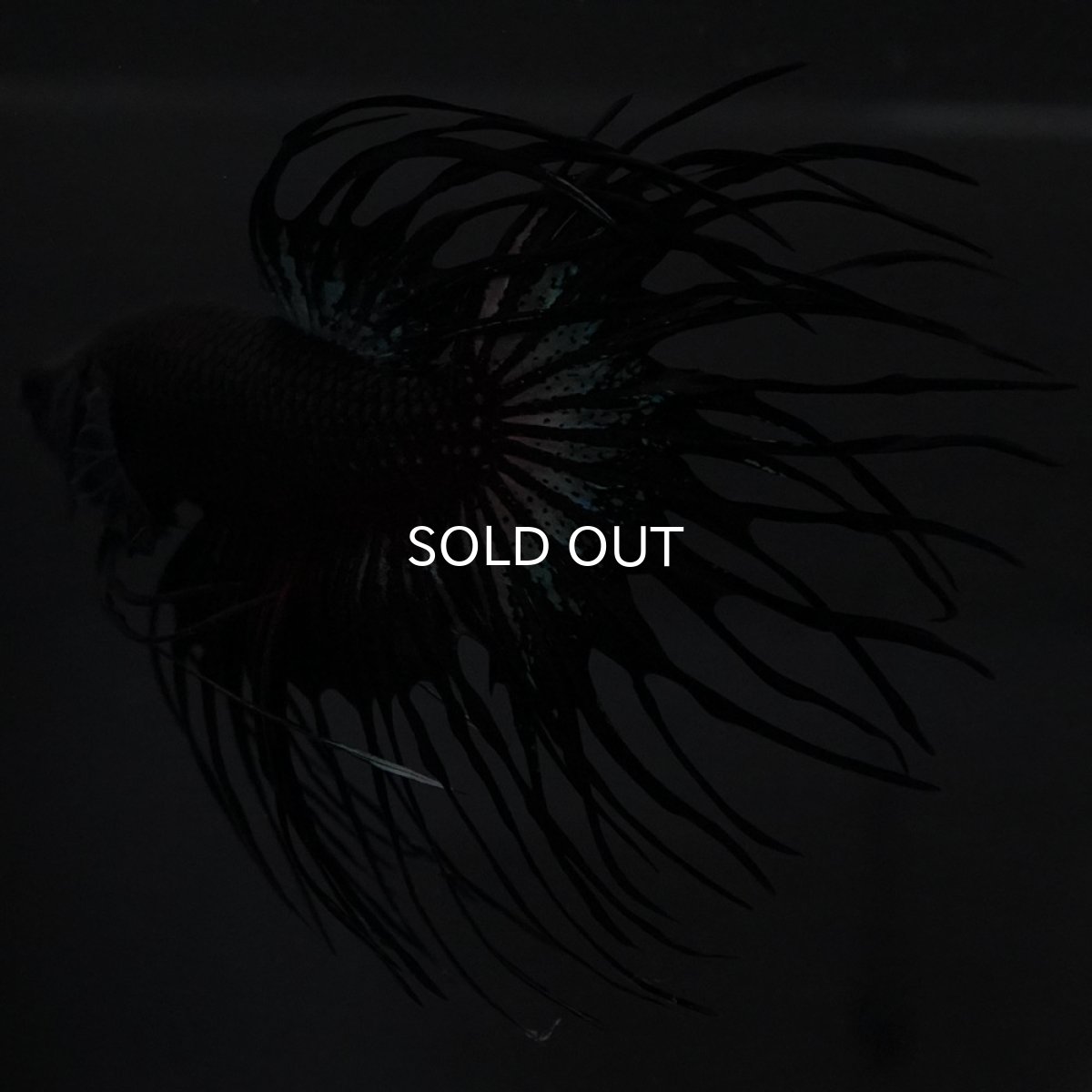 画像6: KCT　ブラックオーキッド (6)