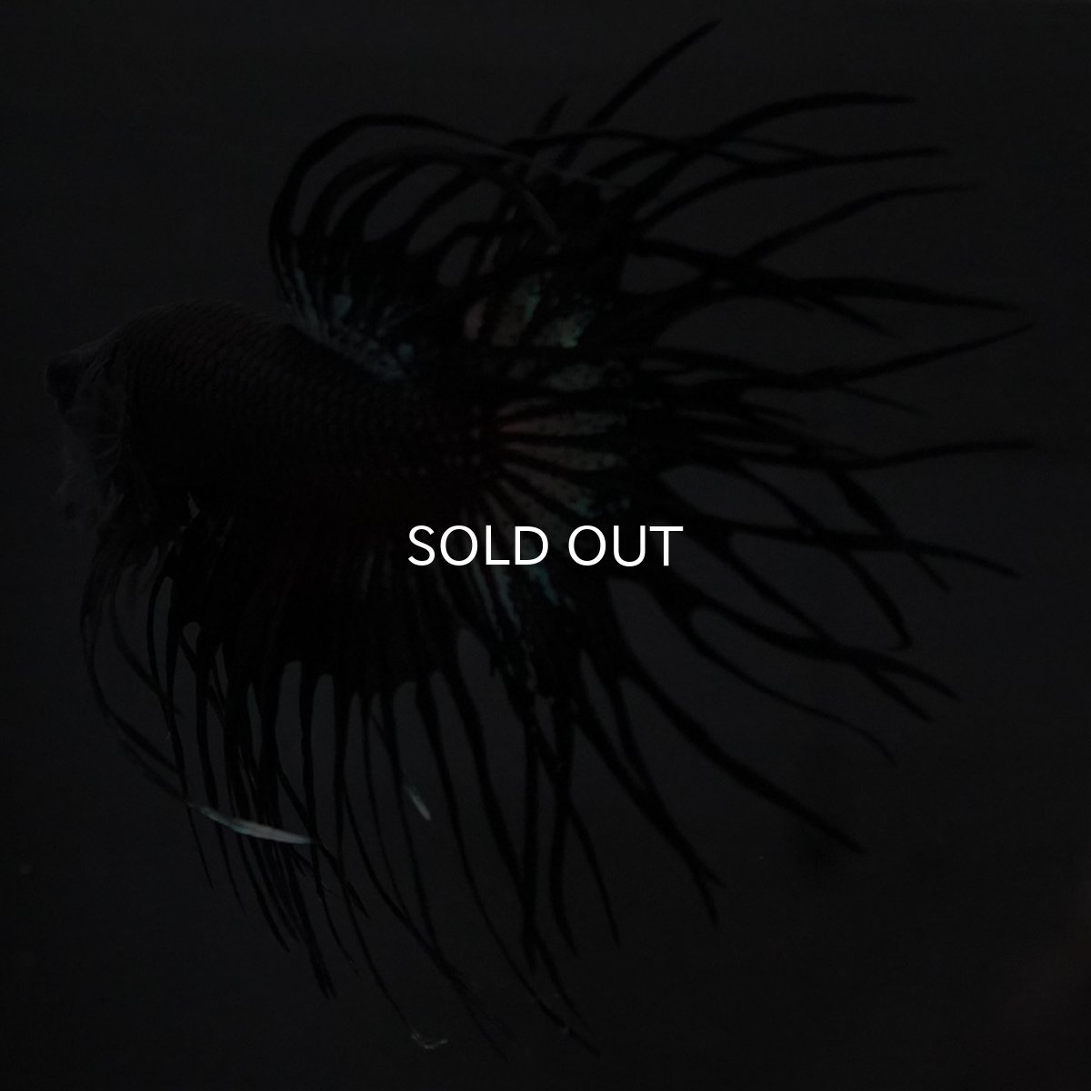 画像4: KCT　ブラックオーキッド (4)