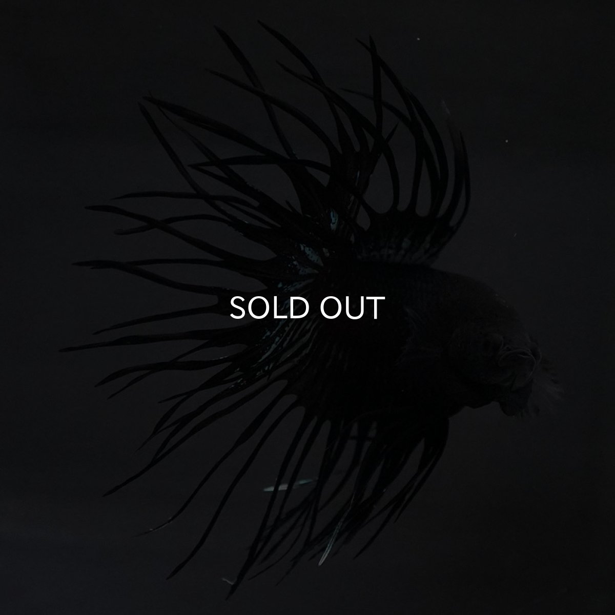 画像3: KCT　ブラックオーキッド (3)